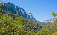 mountain forest