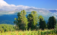 mountains with cedar forest