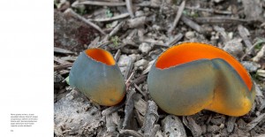 « Etonnants Champignons » (Glénat)