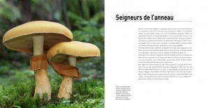 « Etonnants Champignons » (Glénat)