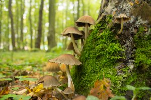 many mushroom in autumn forest