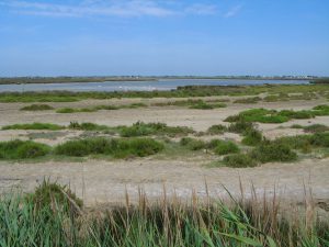 Camargue, France